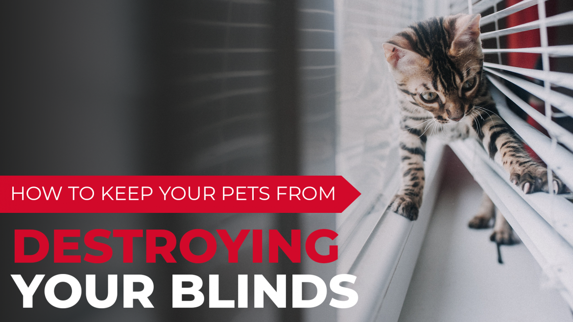 A cat playing in blinds. The text reads, "How to Keep Your Pets from Destroying Your Blinds" 